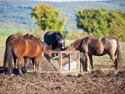 Horses with a round-the-clock feeder that allows them to eat whenever they want some forage.