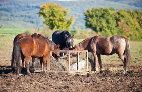 A 24/7 hay supply for horses.