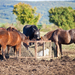 Horses with a round-the-clock feeder that allows them to eat whenever they want some forage.