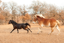 Two horses running in autumn paddock.