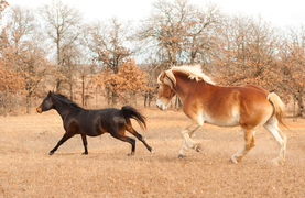Two horses running in pasture during turnout.
