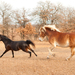 Two horses running in pasture during turnout.