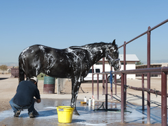 Man bathing horse with everything handy that he needs to get the horse bathed.