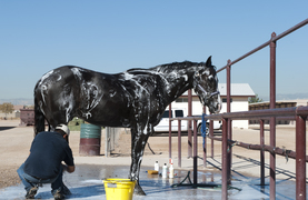 Man bathing horse with everything handy that he needs to get the horse bathed.