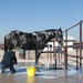 Man bathing horse with everything handy that he needs to get the horse bathed.