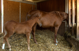 Mare and filly in stall with clean straw bedding.