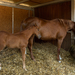 Mare and filly in stall with clean straw bedding.
