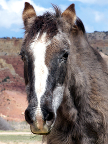 Horse with a heavy shaggy coatHorse with a heavy shaggy coat.