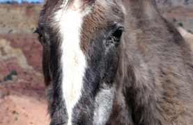 Horse with a shaggy coat.