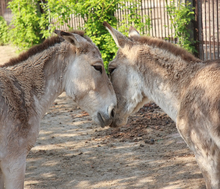 Two burros nuzzling each other in greeting.