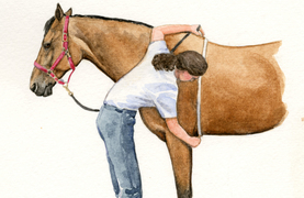 Measuring a horse to calculate his weight.
