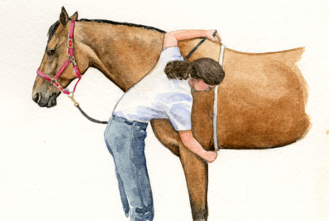 Measuring Your Horse Foal Or Donkey For Weight Calculations EquiMed 