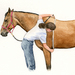 Measuring a horse to calculate his weight.