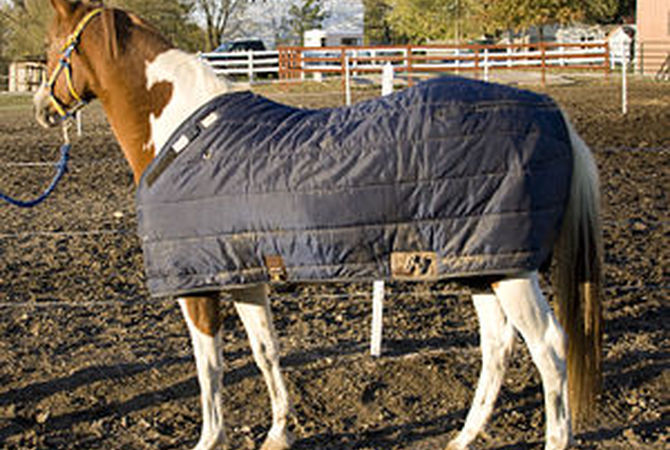 Horse in warm winter blanket.