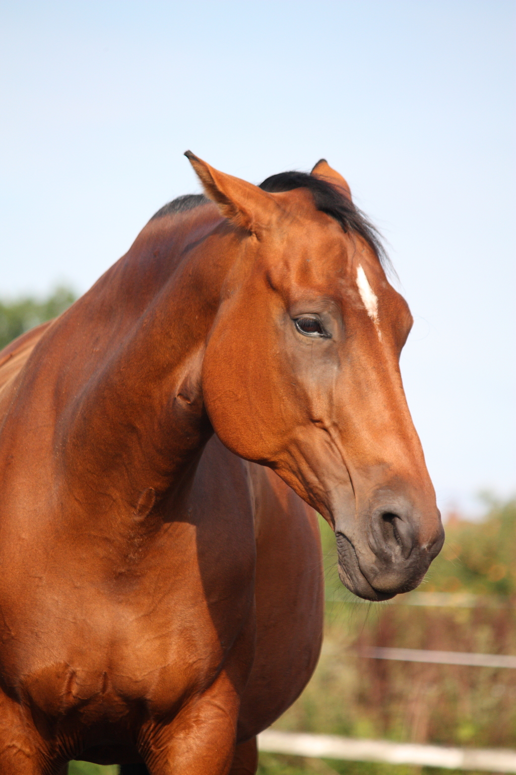 my-horse-is-acting-out-is-he-stressed-equimed-horse-health-matters