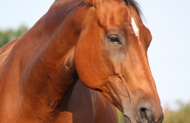 A stressed horse as evidenced by facial expression and disengaged eyes. Watch Out!