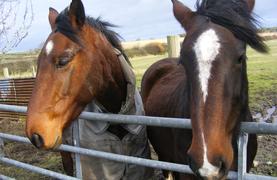 Two horses, two personalities.
