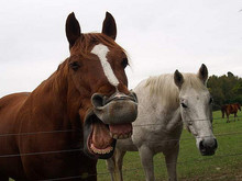 Horse announcing EDCC's COVID-19 info center.