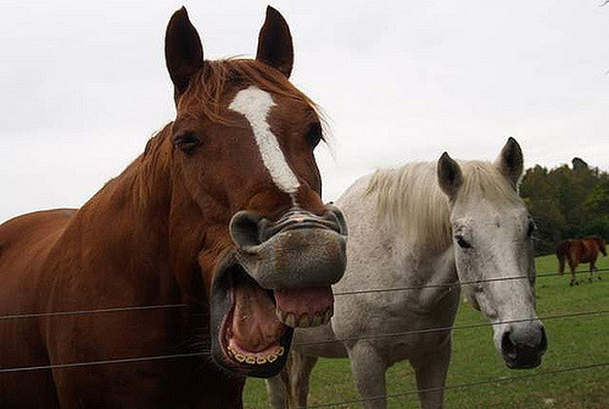 Horse sharing some good news!