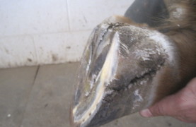 Rio's hoof with a quarter crack