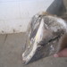 Rio's hoof with a quarter crack