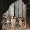 Dog looking up at horse as horse looks down at him.
