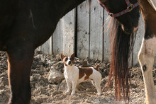 Dog in horse corral.