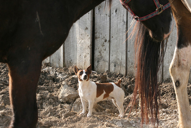 Dog looking up at horse as horse looks down at him.