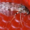 Magnified image of a biting midge getting a blood meal.