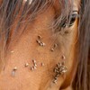 Horse with biting flies on face.