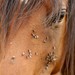 Pesky flies on horse's face