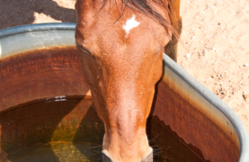 Horse drinking water from tub.