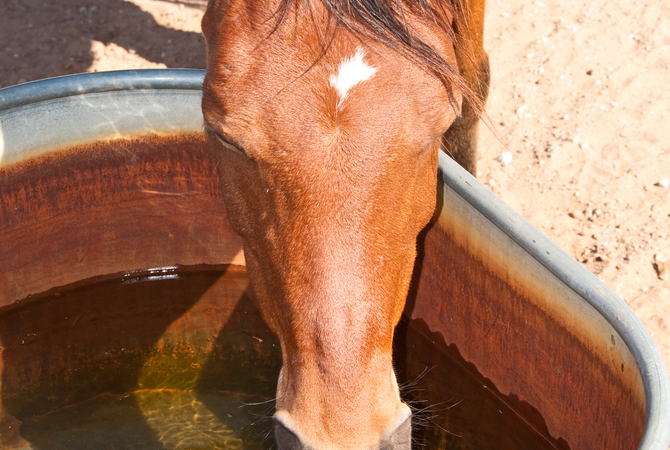 Horse drinking water from tub.
