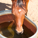 Horse drinking water from tub.