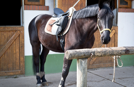 A horse tied to a hitching post.