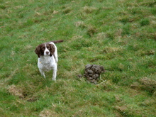 Dog next to pile of horse manure in green field.