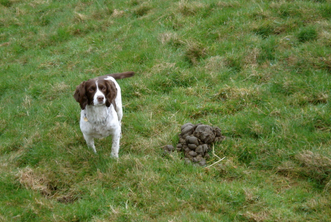 Dog in green pasture next to a pile of healthy horse manure.