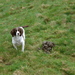 Dog in green pasture next to a pile of horse manure.