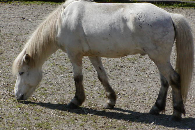 Horse with pock marks typical of emerging bot fly larvae.
