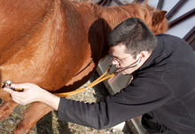 Veterinarian checking horse's gut sounds.