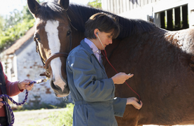 State-by-state List of Veterinary Medical Boards