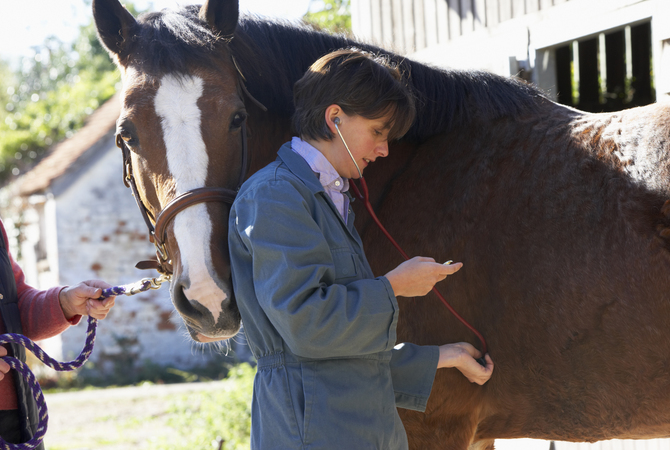Veterinarian checking horse's vital signs to determine state of horse's health