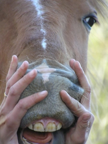 Examining a horse's teeth for damage.