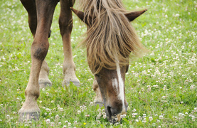 Horse enjoying springtime pasture during daily turnout.