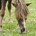 Horse enjoying springtime pasture during daily turnout.