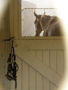 Horse in isolation in stall.