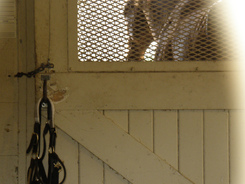 Surgery often a necessity for a horse with a club foot.