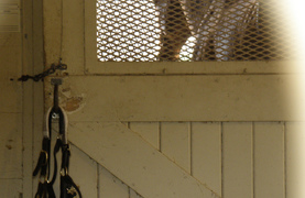 Surgery often a necessity for a horse with a club foot.