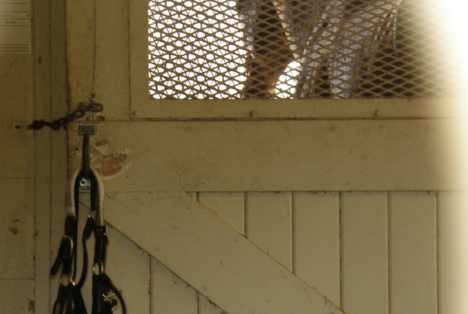 Horse isolated in stall.