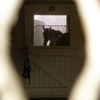 Horse in closed stall.